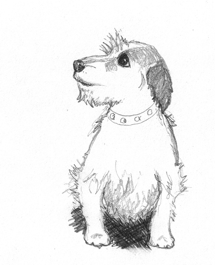 Dog sketches - Pencil drawings of dogs