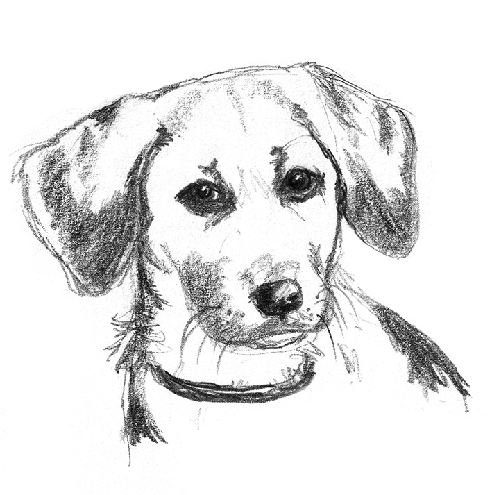 pencil sketch of dogs head