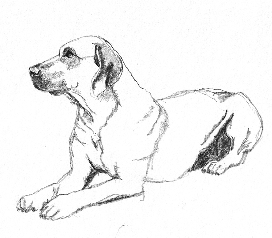 dog pencil sketch