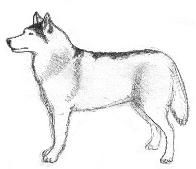 dog pencil sketch