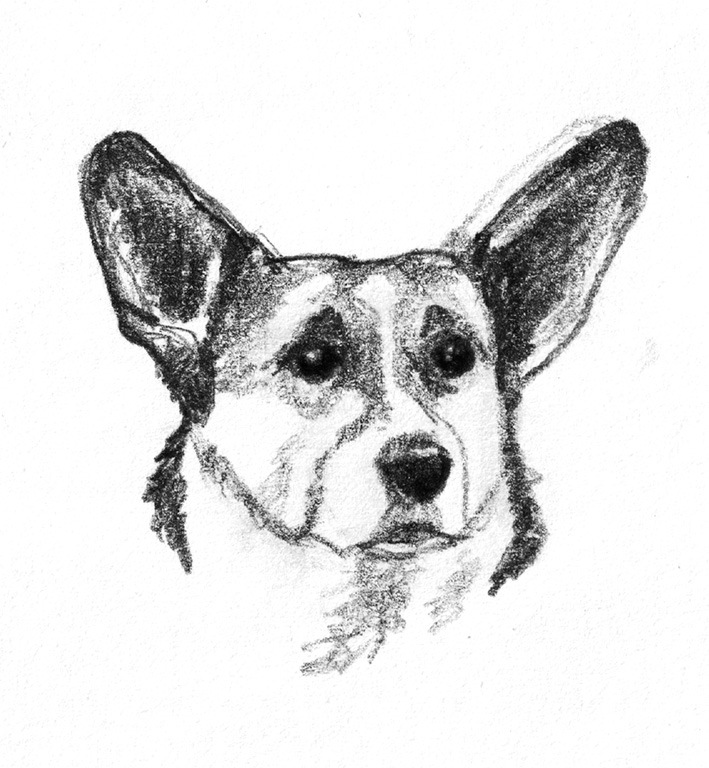 Dog sketches - Pencil drawings of dogs