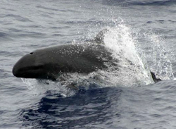 dolphin facts false killer whale