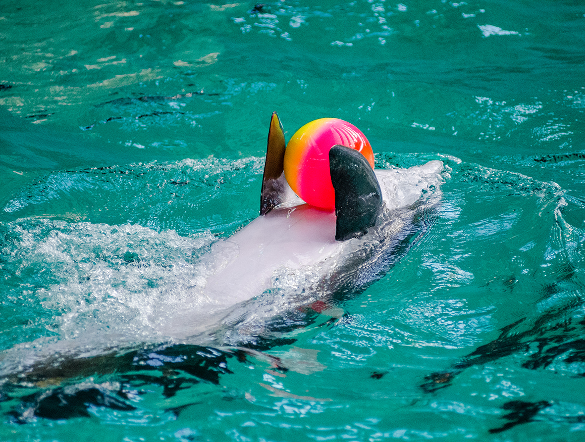 dolphin playing with ball