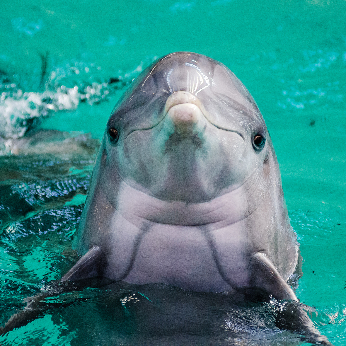 dolphin portrait