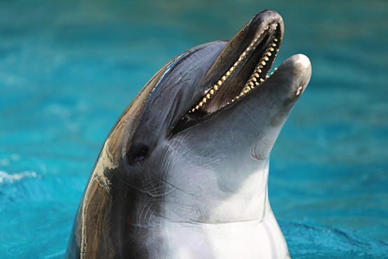 Dolphin teeth