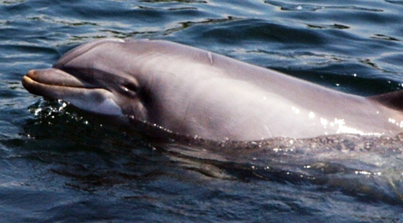 dolphin tursiops