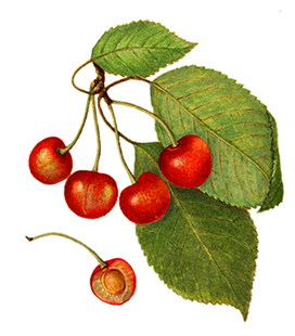 drawing cherry fruits leaves png