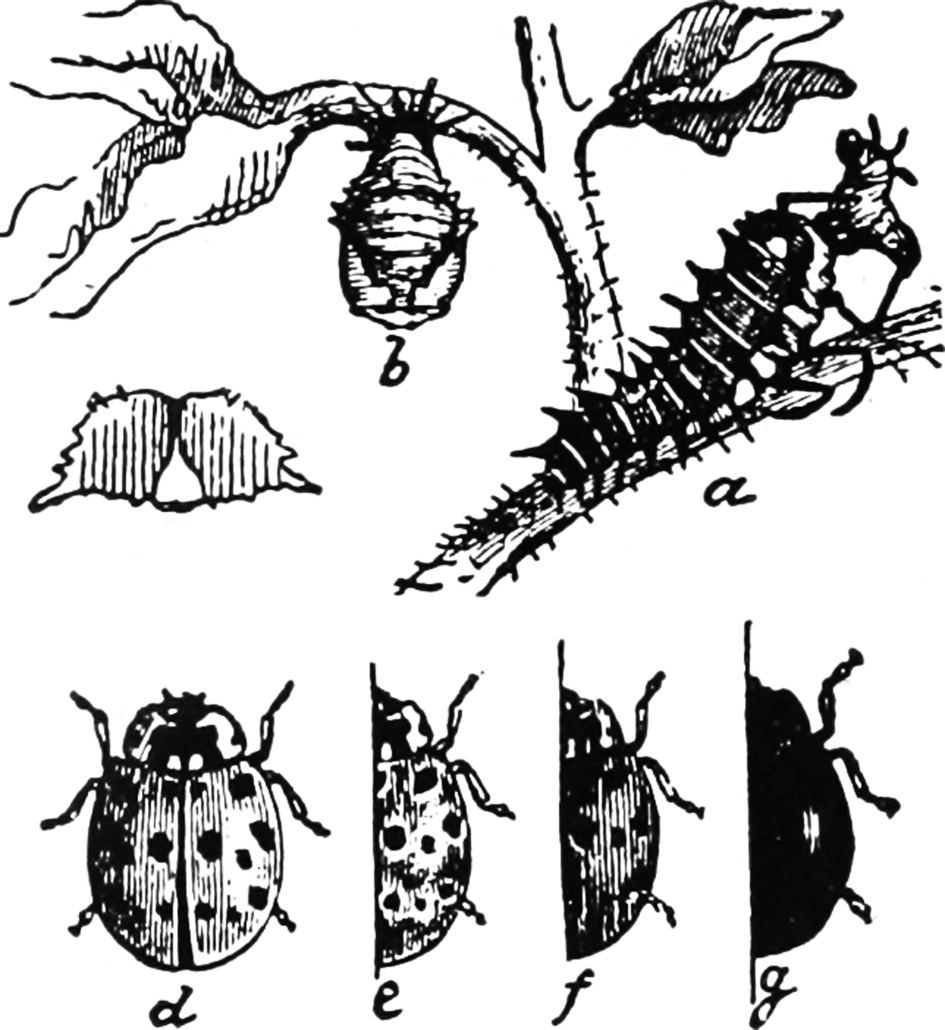 drawing ladybug-larvae-pupa