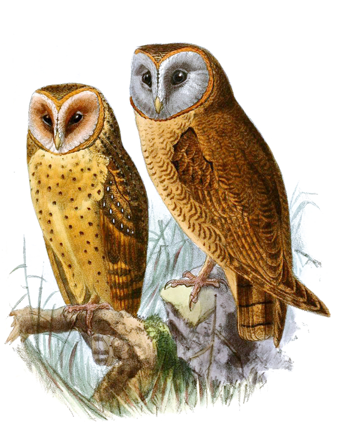 drawing of barn owl and ashy faced owl