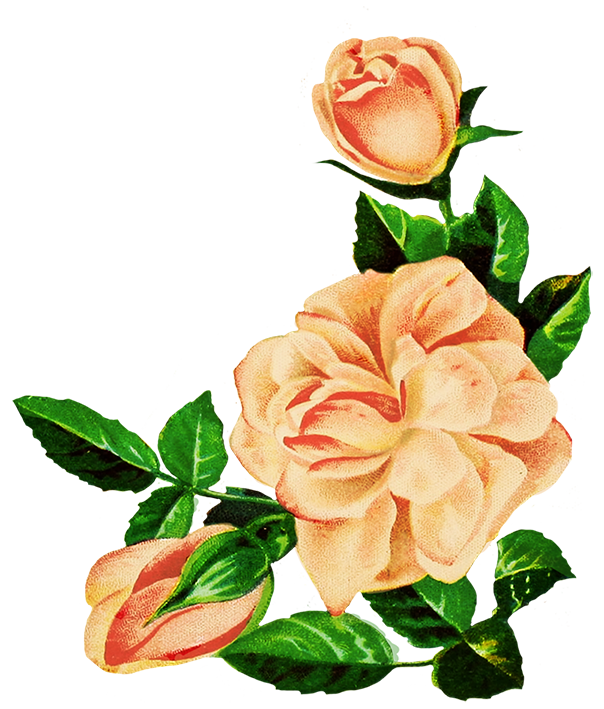 drawing of pink roses