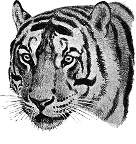 drawing of tiger head