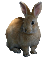 EASTER BUNNY CLIPART
