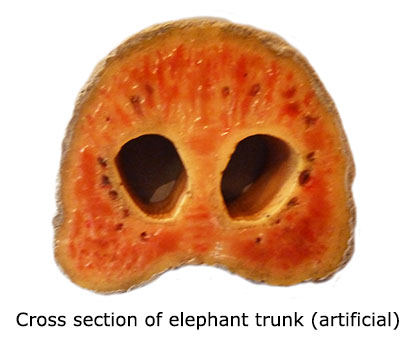 elephant trunk cross section