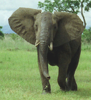 africana male elephant