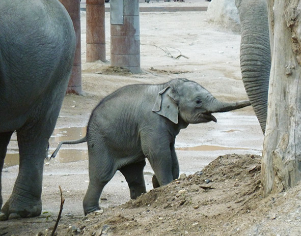 Baby elephant trunk