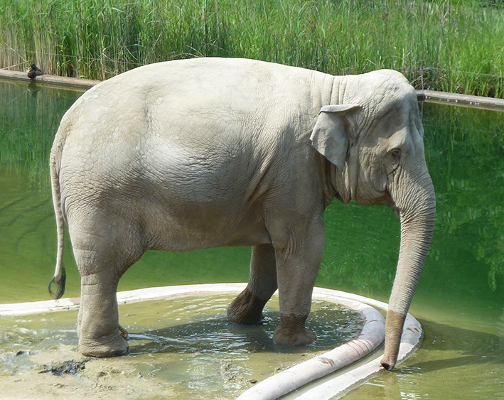 Elephant by water