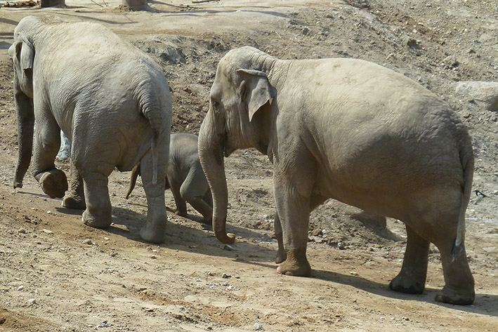 elephant herd small with young one
