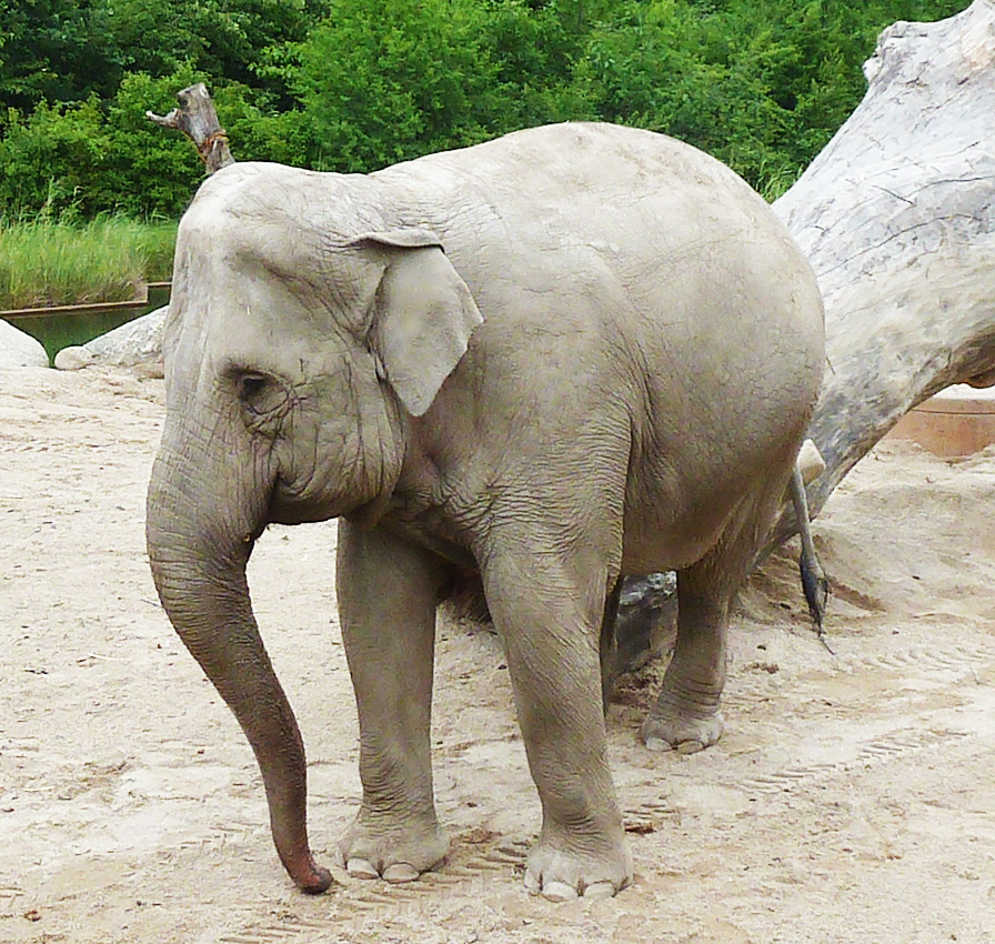 elephant scratching the leg