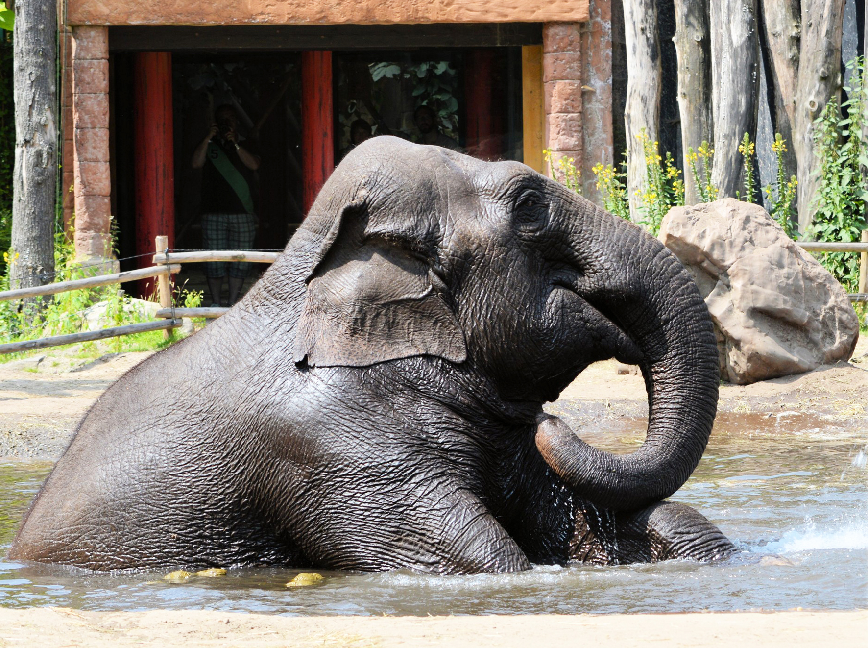 elephant taking a bath