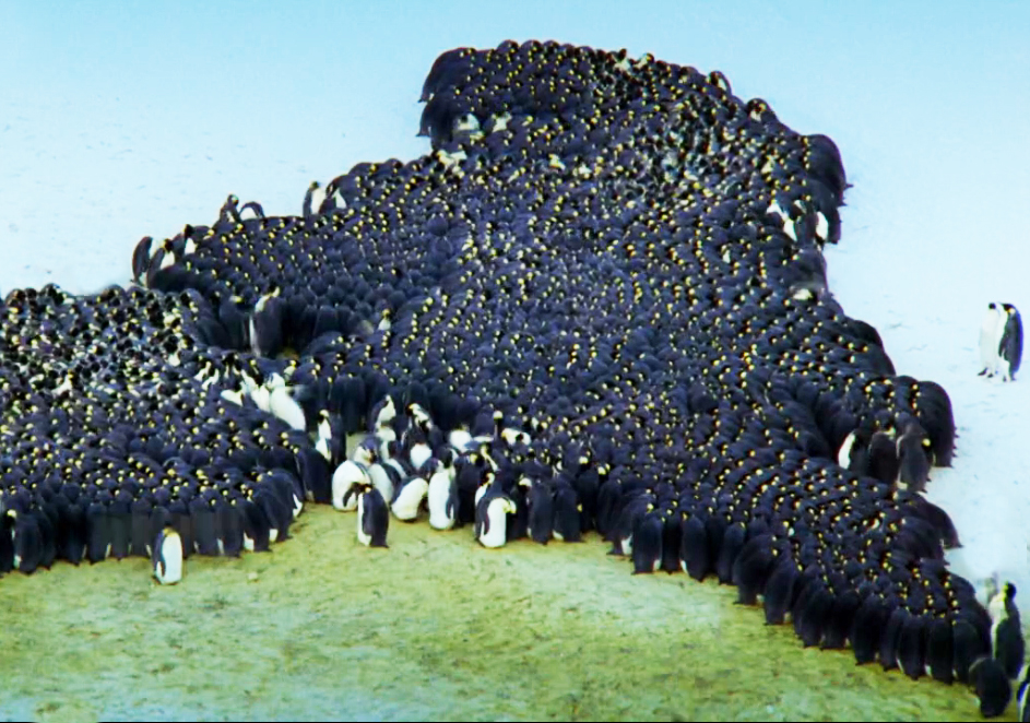 big assembly of Emperor penguins