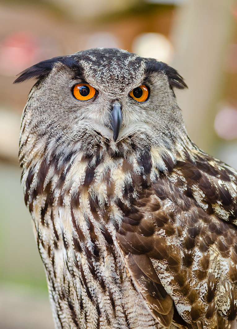 Eurasian eagle owl picture