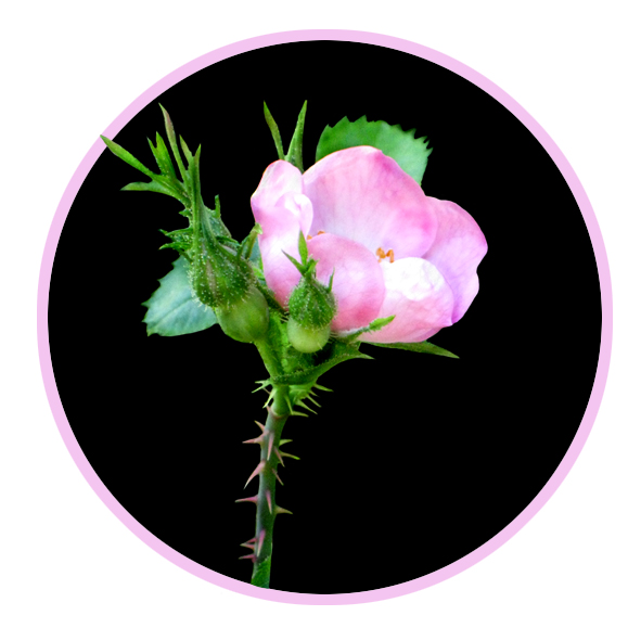 wild rose clip art example