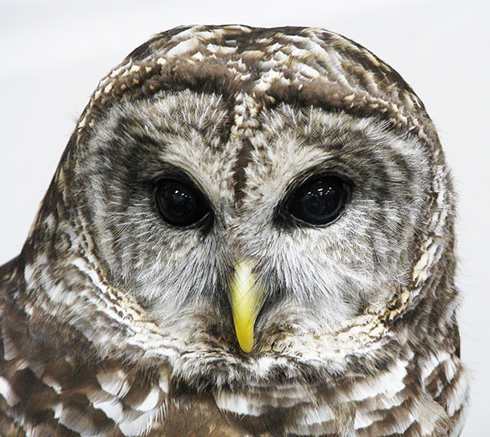 Face of Barred owl