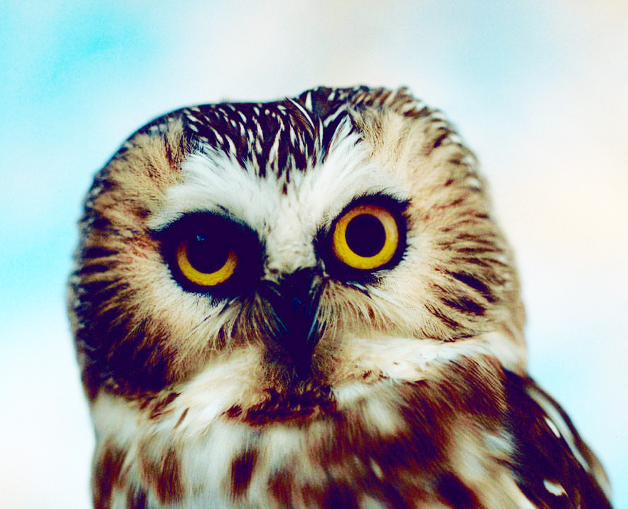 face of Saw whet owl