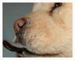 facts-about-dogs-chow-chow-tongue