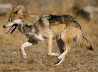 facts about dogs wolf running