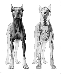 facts about dogs anatomy