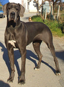 great dane facts about dogs