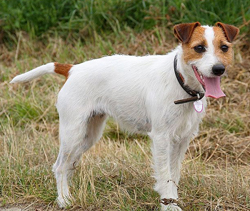 parson russel terrier facts about dogs