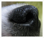 facts about dogs puppys nose