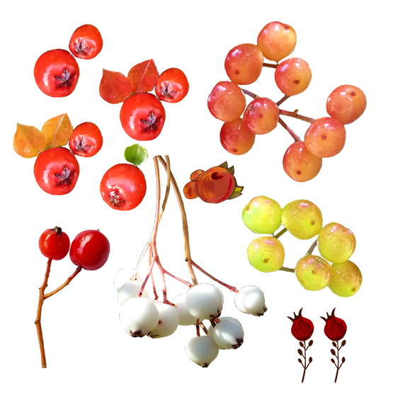 fall berries clipart