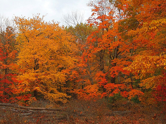 fall colored forrest