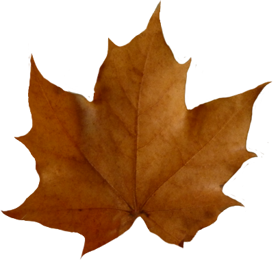 brown fall leaf