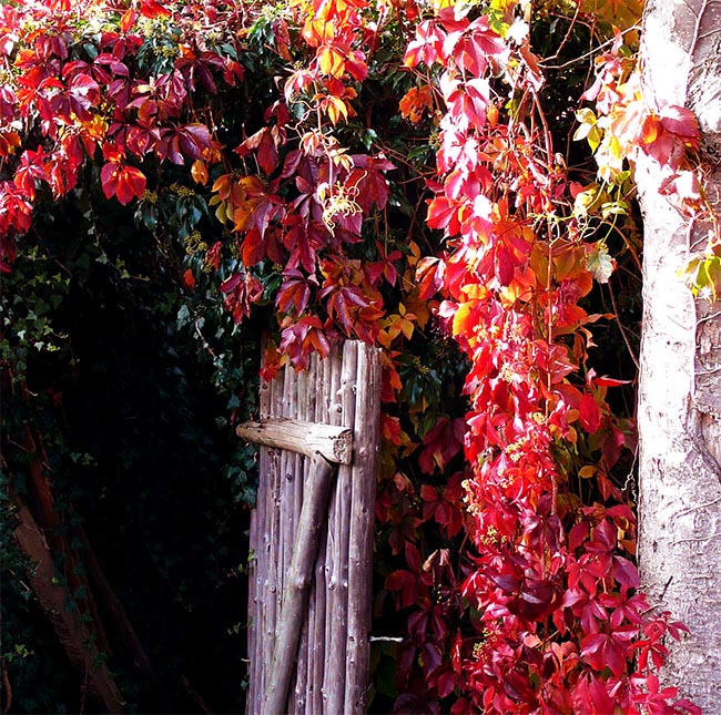 fall leaves in backyard