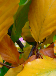 Beech leaves in fall