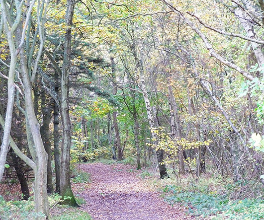 fall scenery with footpath