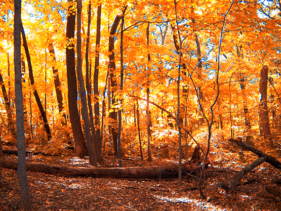Fall woods colorful foliage