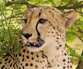 female cheetah after eating