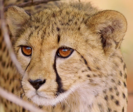 face of female cheetah