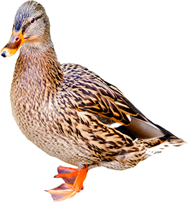 female duck clipart