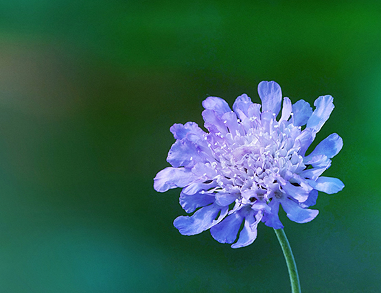 photo of field scabious flower