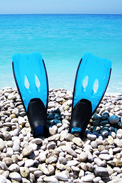 flippers on the stone beach picture