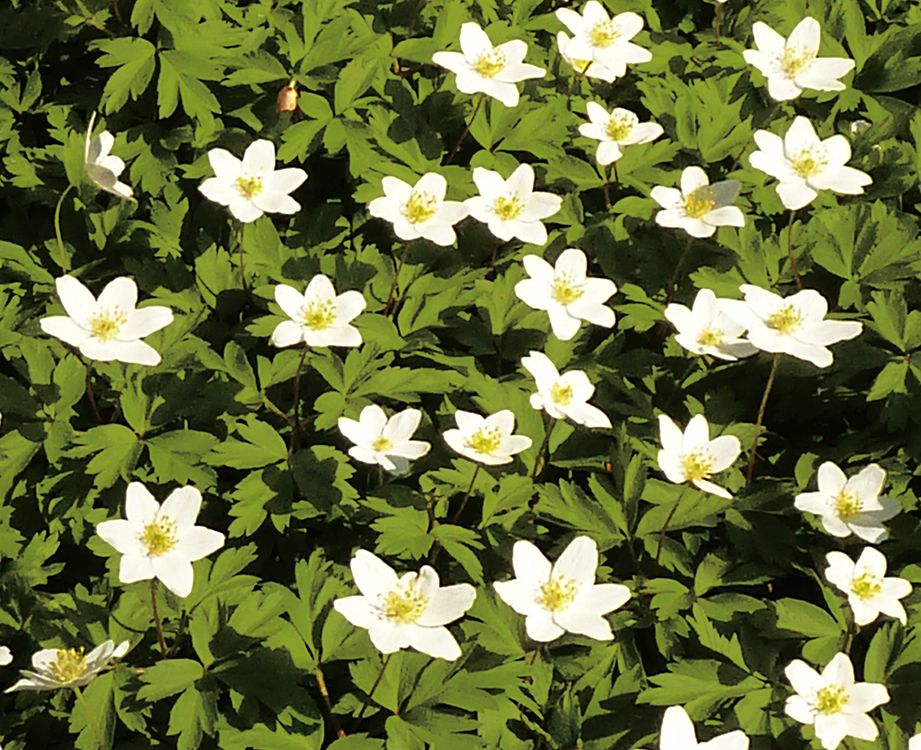 spring clipart anemone forest floor