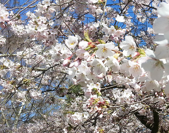 flower bloom in spring cherry flowers