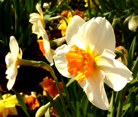 Spring clipart narcissus