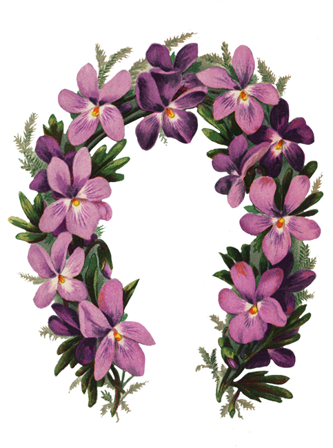 flower border with viol